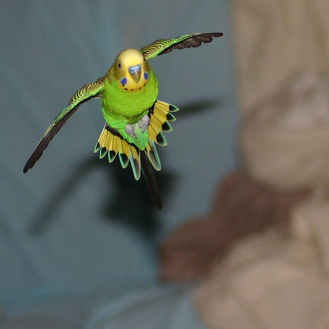 Freiflug in der Wohnung